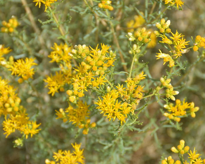 Ericameria nauseosa, Rubber Rabbitbrush, Southwest Desert Flora